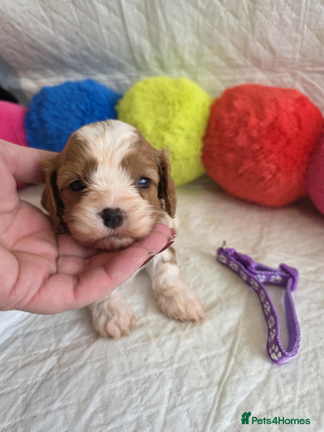Cavapoo dogs for sale: 🥇Finest Quality Beautiful Toy Cavapoos🥇 - Image 2