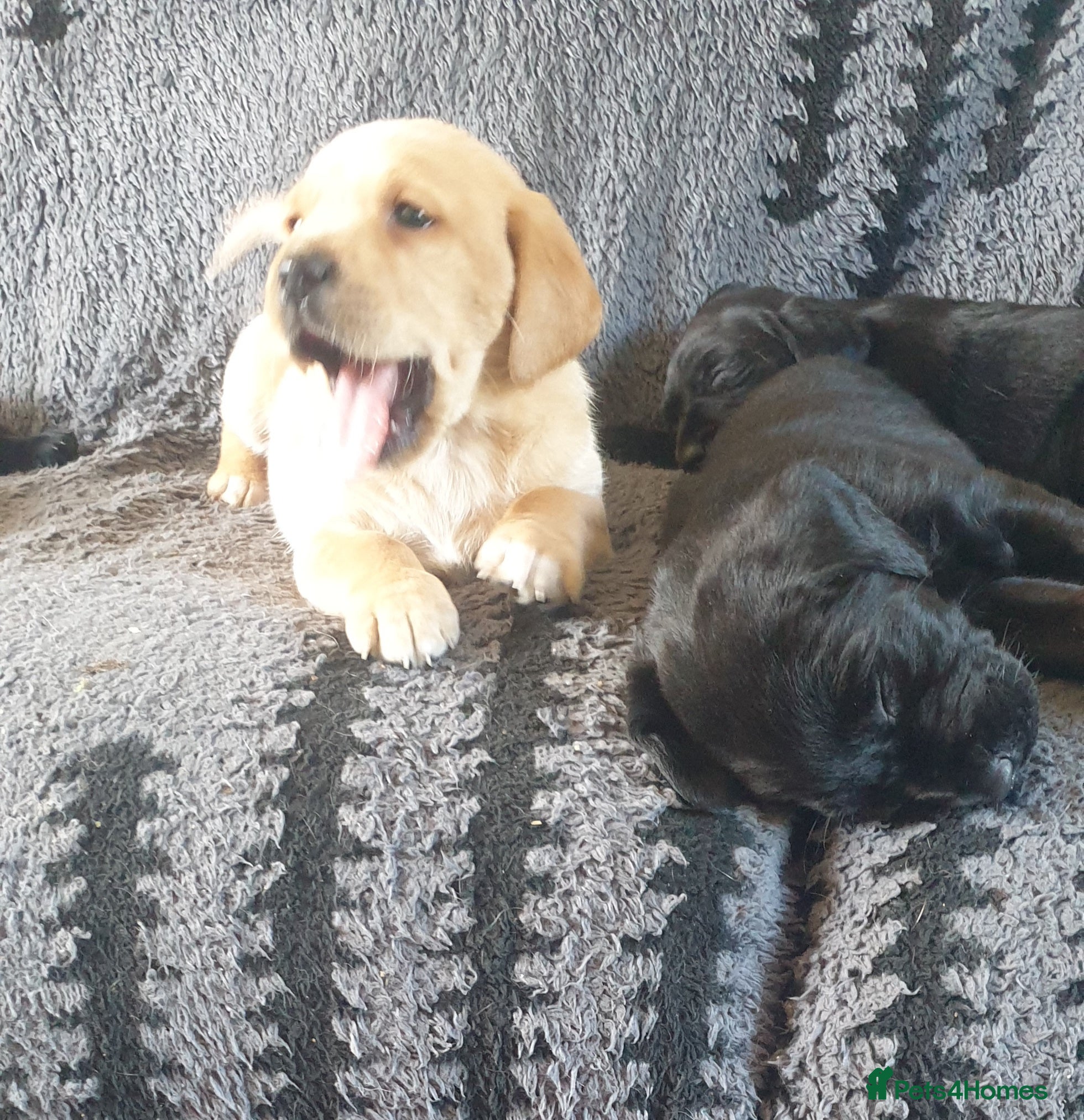 Mixed Breed dogs Labrador x pointedor pups - Advert 1