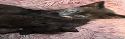 Mixed Breed cats for sale: Kittens  in Ashford - Advert 3