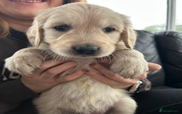 Golden Retriever dogs for sale: Beautiful Golden Retriever Puppies  - Image 16