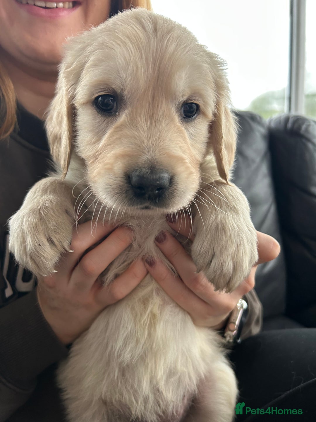 Golden Retriever dogs for sale: Beautiful Golden Retriever Puppies  - Image 16