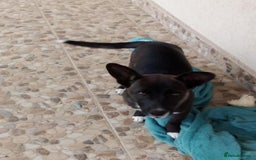 Mixed Breed dogs for adoption: NINA, superb little girl - for a Loving Home - Image 1