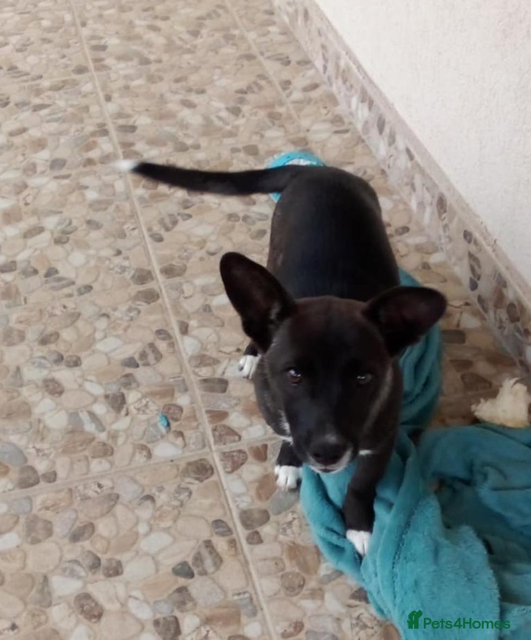 Mixed Breed dogs for adoption: NINA, superb little girl - for a Loving Home - Image 1
