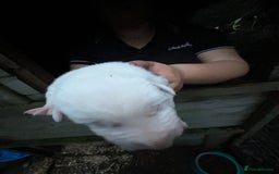 Border Collie dogs for sale: merle + black and white pups  - Image 4