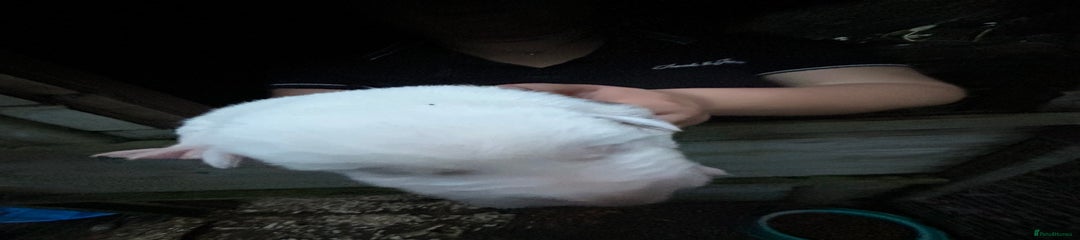 Border Collie Puppy 3