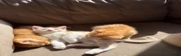 Mixed Breed cats for sale: Norwegian Forrest Cross Kittens  - Advert 3