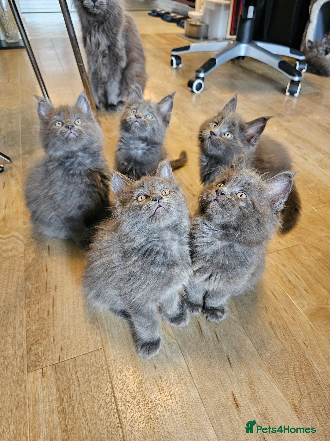 Maine Coon cats for sale: 🔥*Stunning Litter of 8💎Solid Blue Maine Coon*🔥  - Image 4