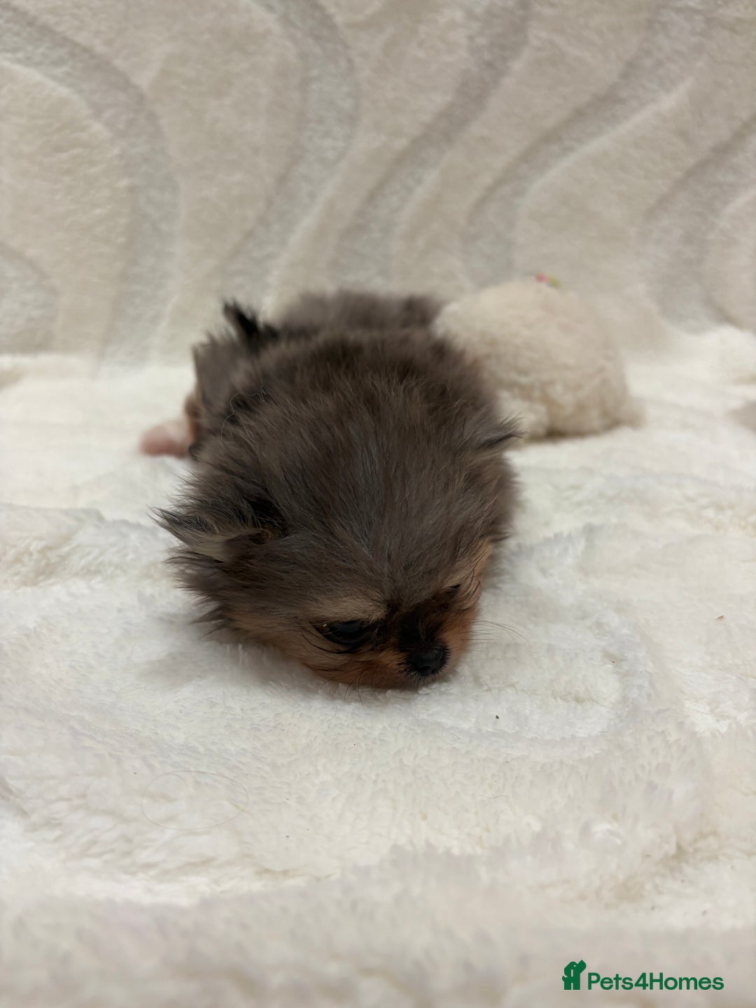 Pomeranian dogs for sale: RARE MINI MERLE FLUFFY POMERANIANS  - Advert 6