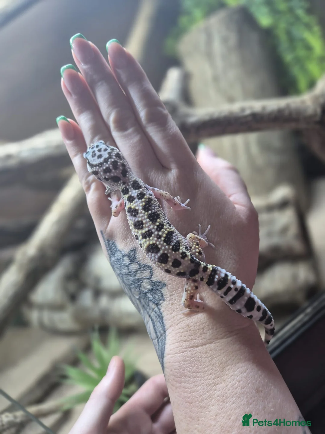 Gecko reptiles for sale: crested geckos, leopard geckos - Advert 19