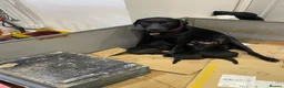Labrador Retriever dogs for sale: Black Labrador puppies … - Advert 5