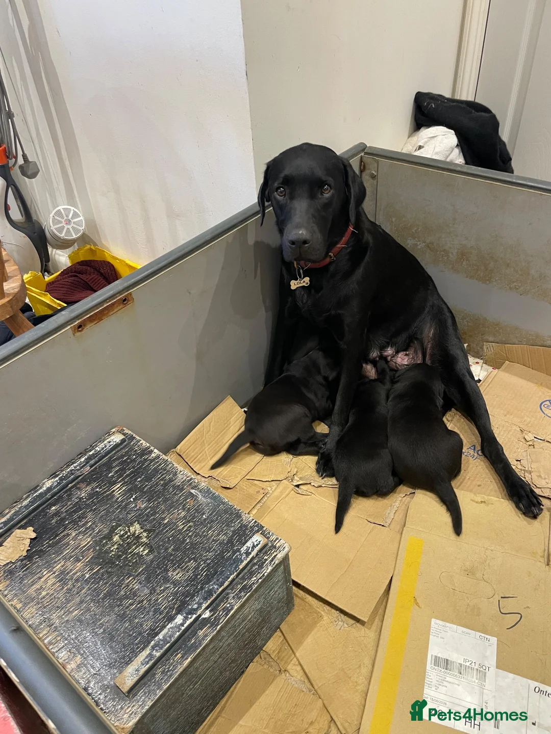 Labrador Retriever dogs for sale: Black Labrador puppies … - Advert 5