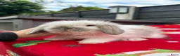Mini Lion Lop rabbits for sale: Beautiful Mini Lion Lop Boys - Advert 2