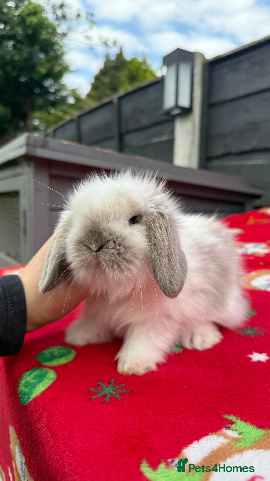 Mini Lion Lop rabbits for sale: Beautiful Mini Lion Lop Boys - Advert 2