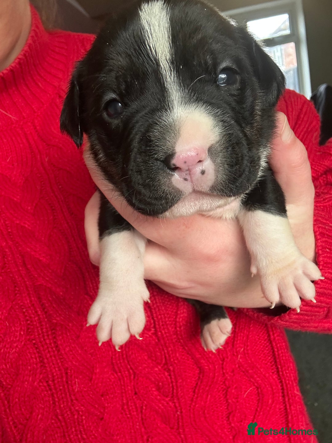 Mixed Breed dogs for sale: 🐾 11 Adorable Puppies From an Accidental Litter - Advert 1