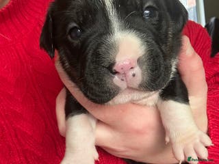 Mixed Breed dogs 🐾 11 Adorable Puppies From an Accidental Litter - Advert 16