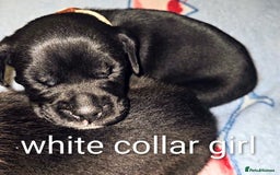 Mixed Breed dogs for sale: French bulldog x German short haired puppies - Image 7