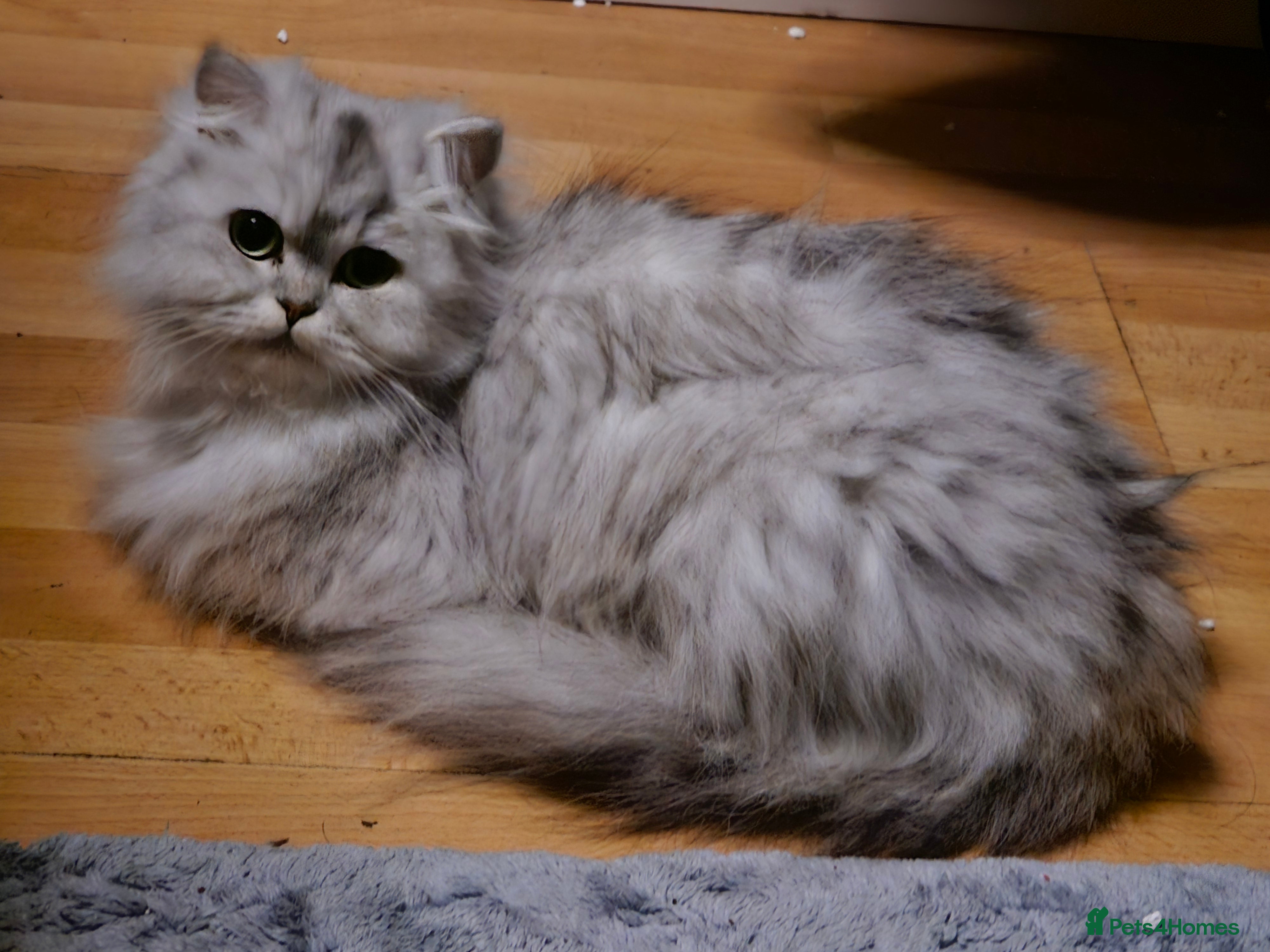 Persian cats Chinchilla persian kittens - Advert 6