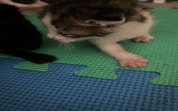 Mixed Breed cats for sale: Kittens - Image 5