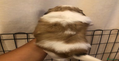 Shih Tzu dogs - Advert 6