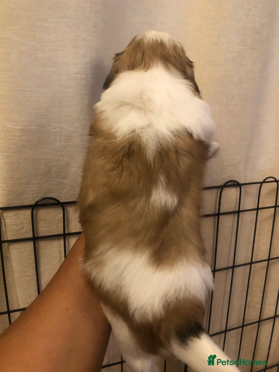 Shih Tzu dogs for sale: Angel’s Shih zhus  - Image 3