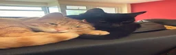 Mixed Breed cats for sale: Sir duke in Burton-on-Trent - Advert 5