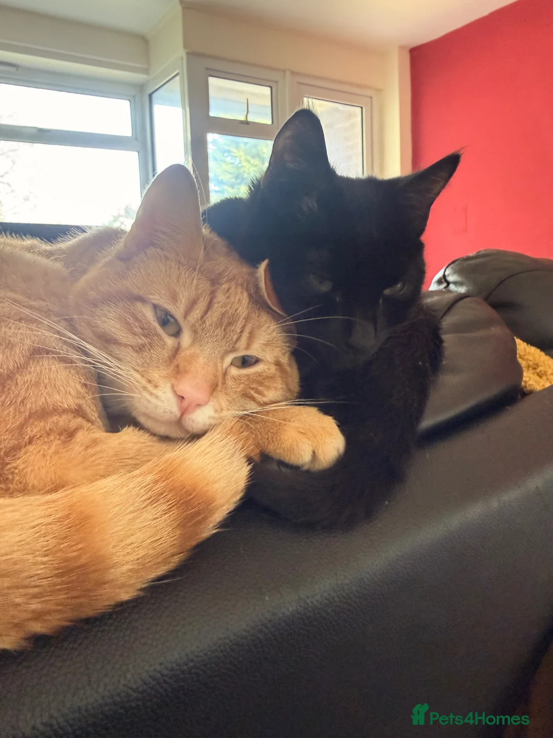 Mixed Breed cats for sale: Sir duke in Burton-on-Trent - Advert 5