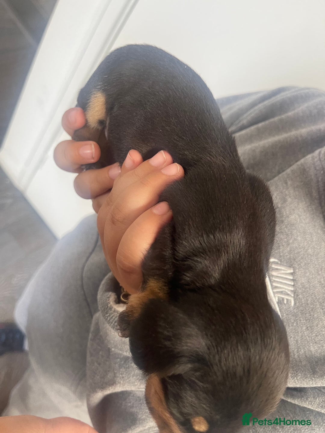 Dachshund dogs for sale: Dachshund puppies  - Image 6
