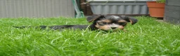 Yorkshire Terrier dogs for sale: Silver blue tan little girl left! - Advert 14