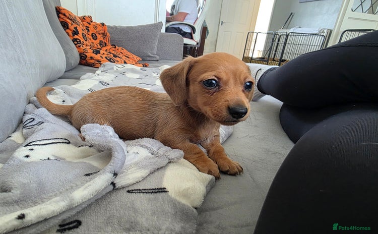 Miniature Dachshund dogs - Advert 4