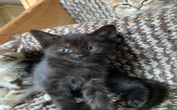 Mixed Breed cats for sale: Four gorgeous kittens  - Image 24