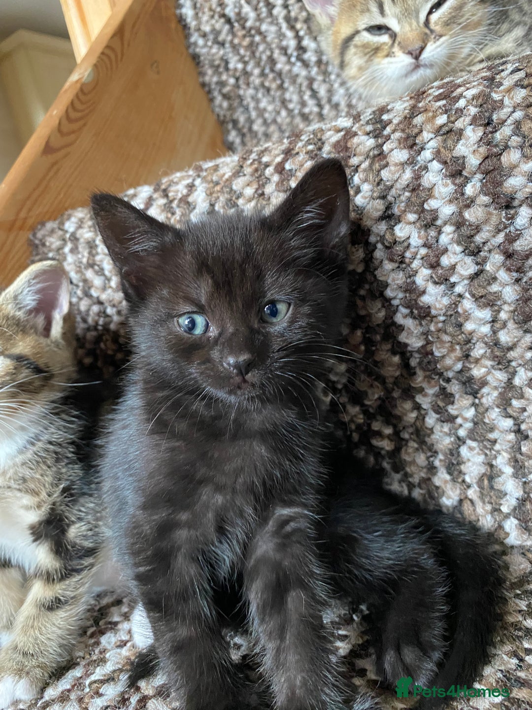 Mixed Breed cats for sale: Four gorgeous kittens  - Image 24