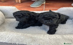 Mixed Breed dogs for sale: Hungarian puli cross miniature poodle puppies - Image 14