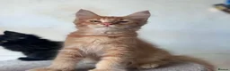 Maine Coon cats for sale: Maine Coon Registered kittens - Advert 7