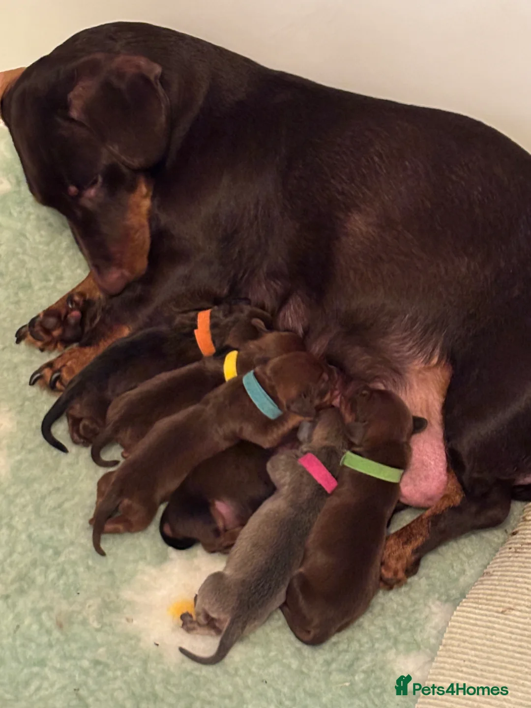 Dachshund dogs for sale: Dachshund choc-based-red puppies available now!! - Advert 18