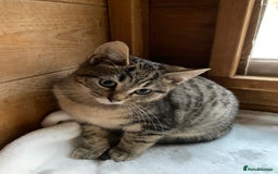 Bengal cats for sale: Bangalore x house cat - Advert 4