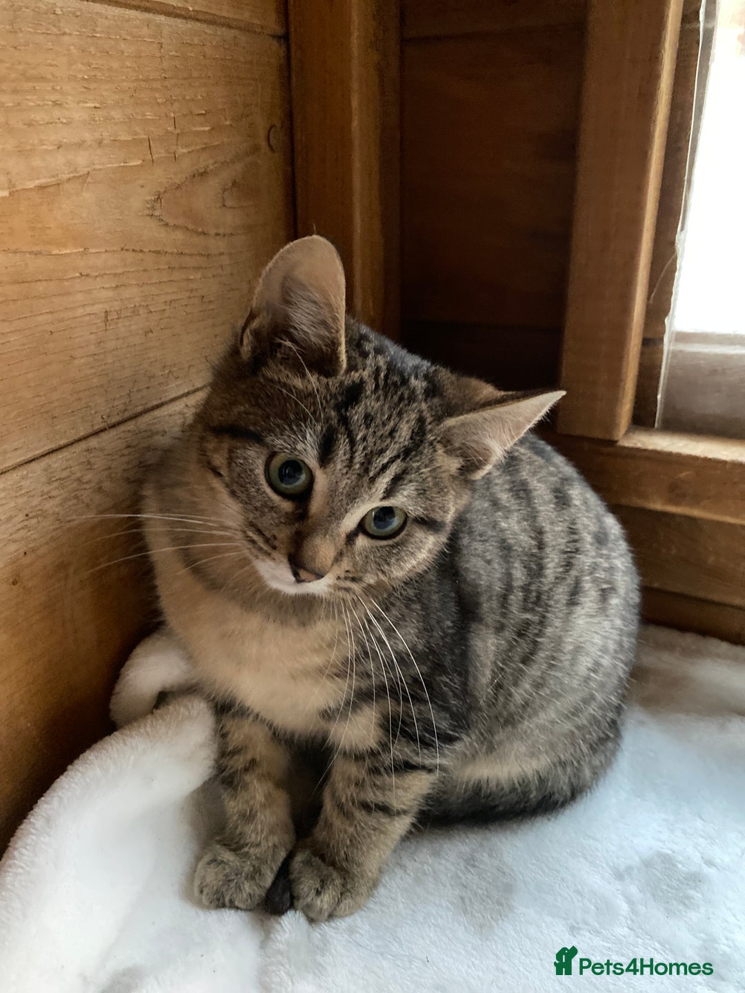 Bengal cats for sale: Bangalore x house cat - Advert 4