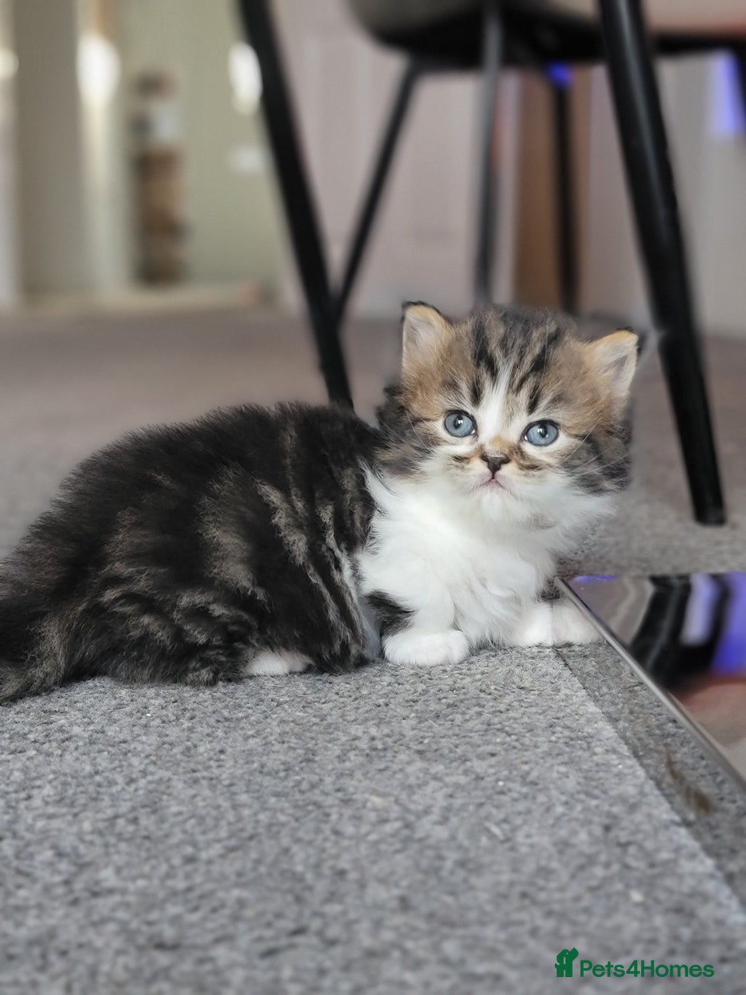 Scottish Fold cats for sale: Scottish fold - Advert 7