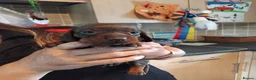 Miniature Dachshund dogs for sale: Miniature dashchund puppies  - Advert 2