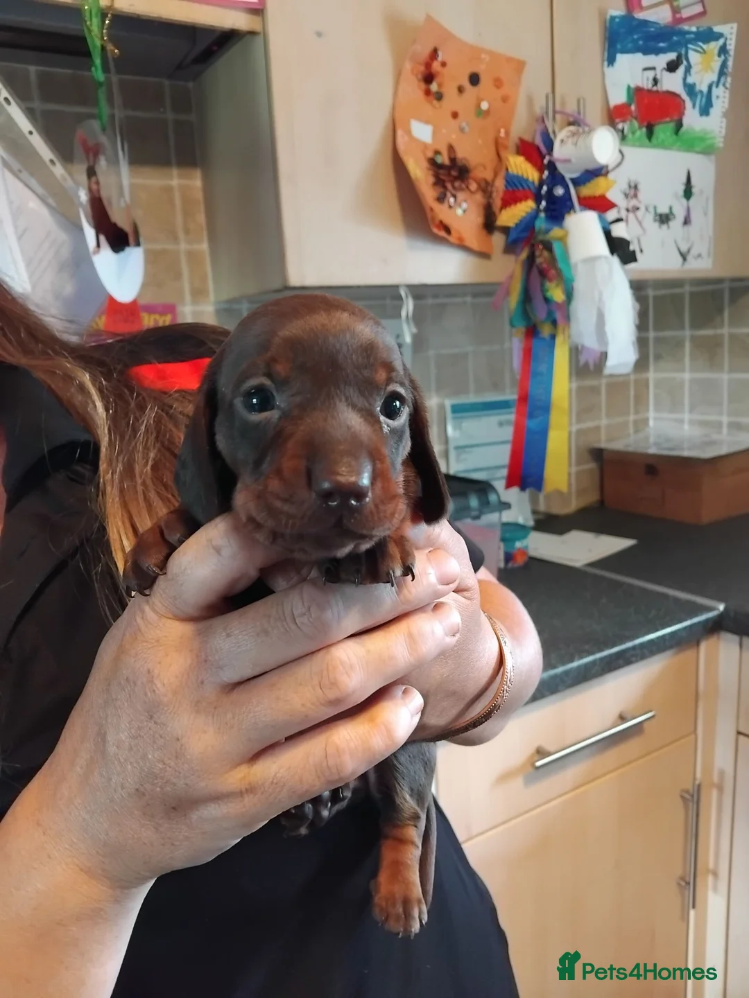 Miniature Dachshund dogs for sale: Miniature dashchund puppies  - Advert 2