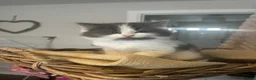 Mixed Breed cats for sale: Chunky fluffy kittens  - Advert 8