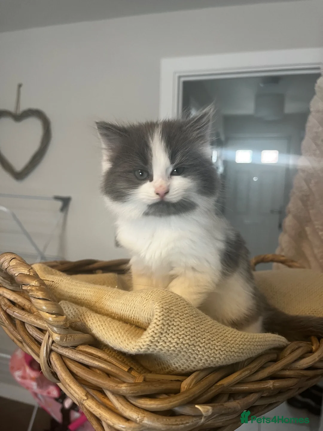 Mixed Breed cats for sale: Chunky fluffy kittens  - Advert 8