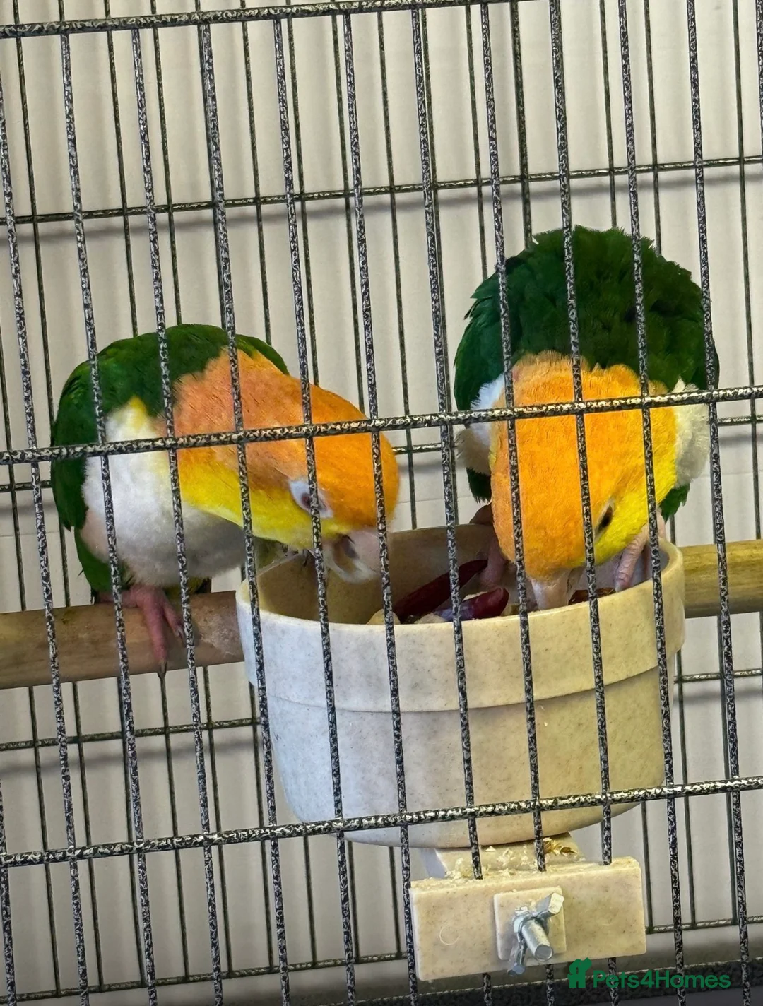 Parrots birds for sale: Caique  in Birmingham - Advert 1