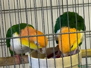 Parrots birds Caique in Birmingham - Advert 1