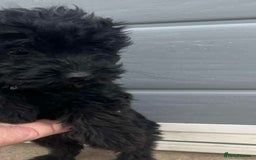 Mixed Breed dogs for sale: Toy poodle puppies  - Image 3
