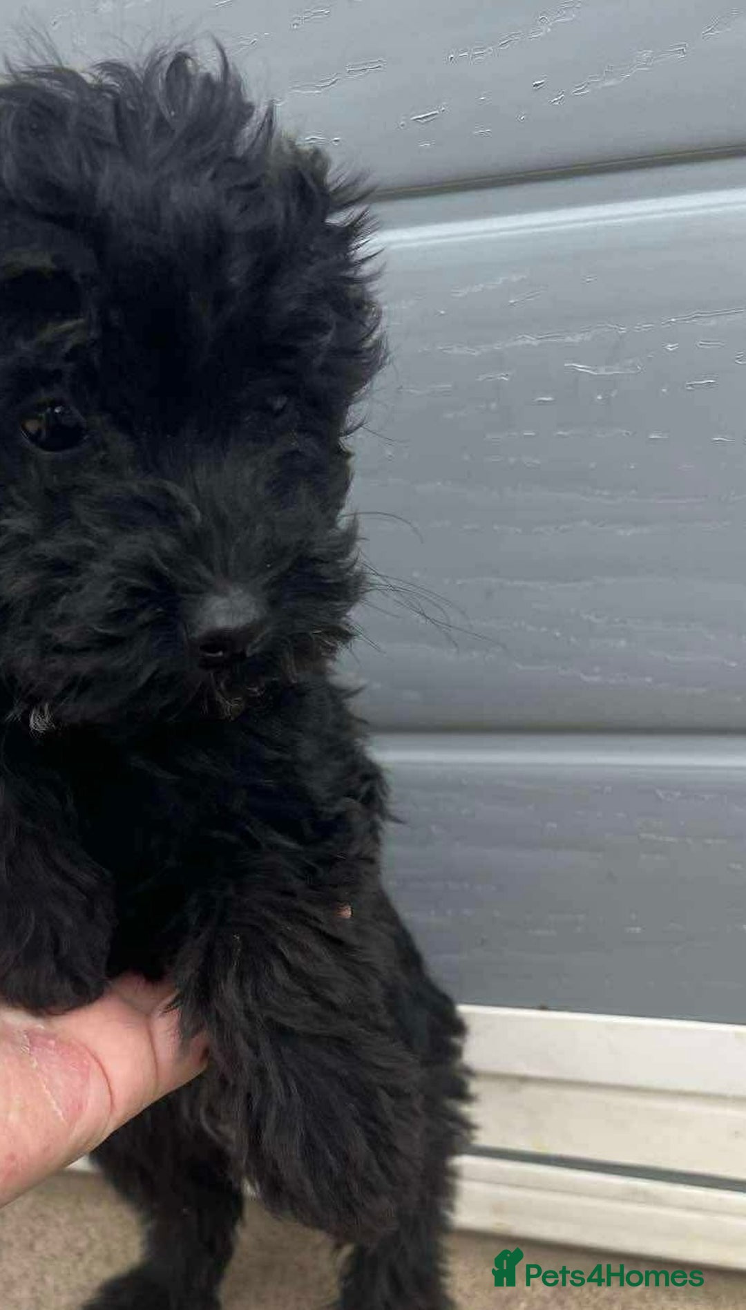 Mixed Breed dogs for sale: Toy poodle puppies  - Image 3