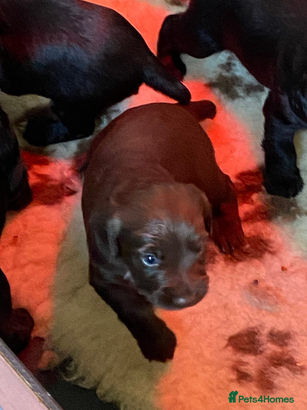 Cocker Spaniel dogs for sale: Litter of beautiful KC registered working cockers - Image 13