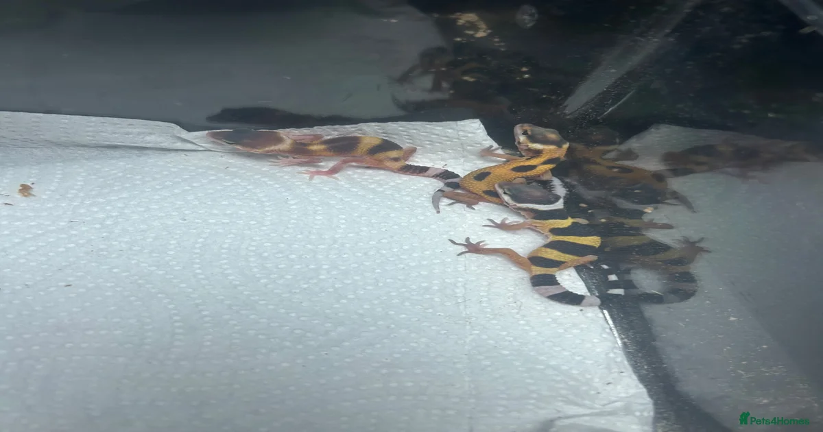 Leopard geckos for sale for sale in Rayleigh | Pets4Homes