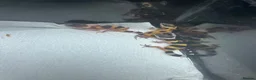 Leopard Gecko reptiles for sale: Leopard geckos for sale    - Advert 1
