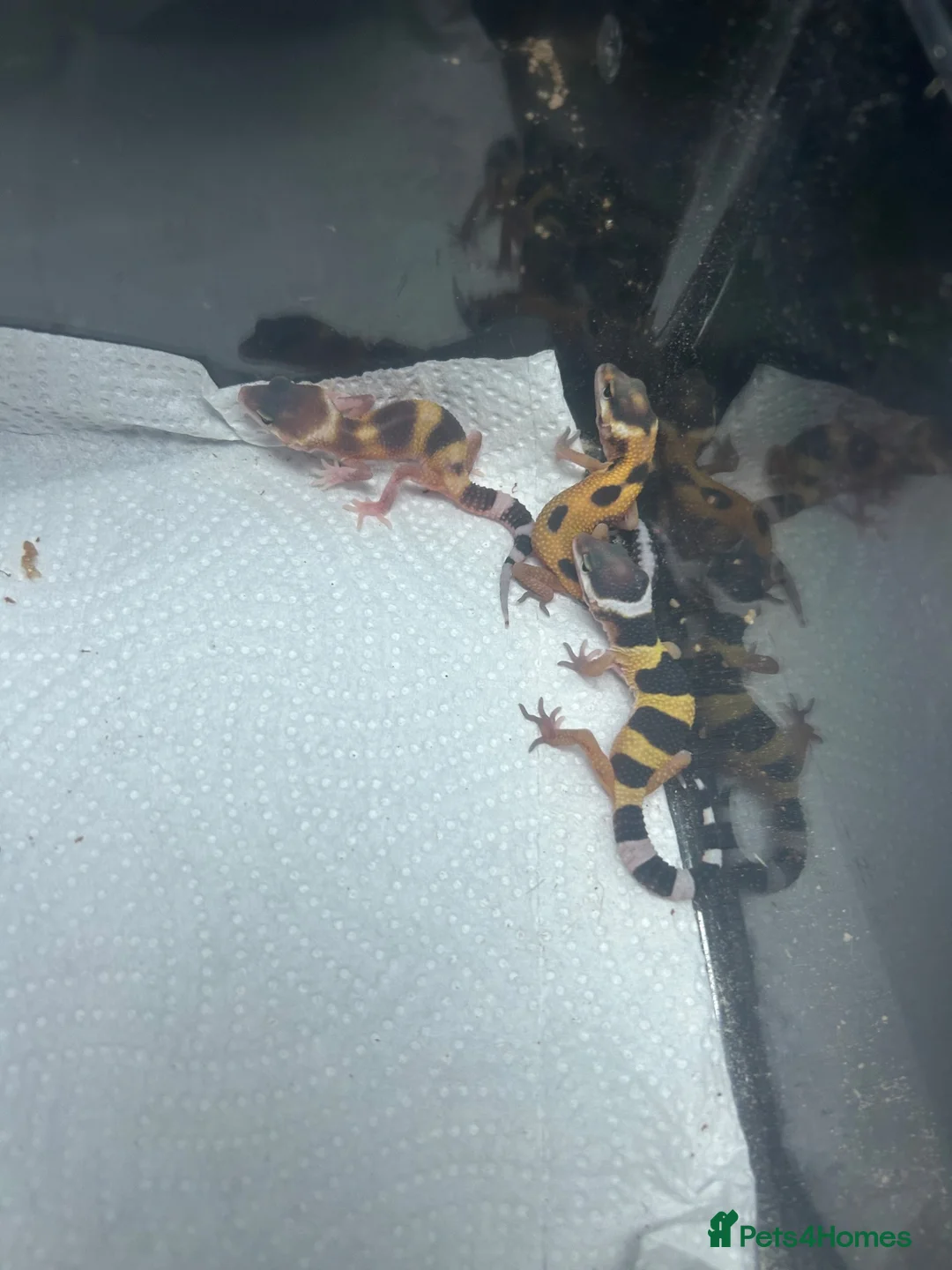 Leopard Gecko reptiles for sale: Leopard geckos for sale    - Advert 1