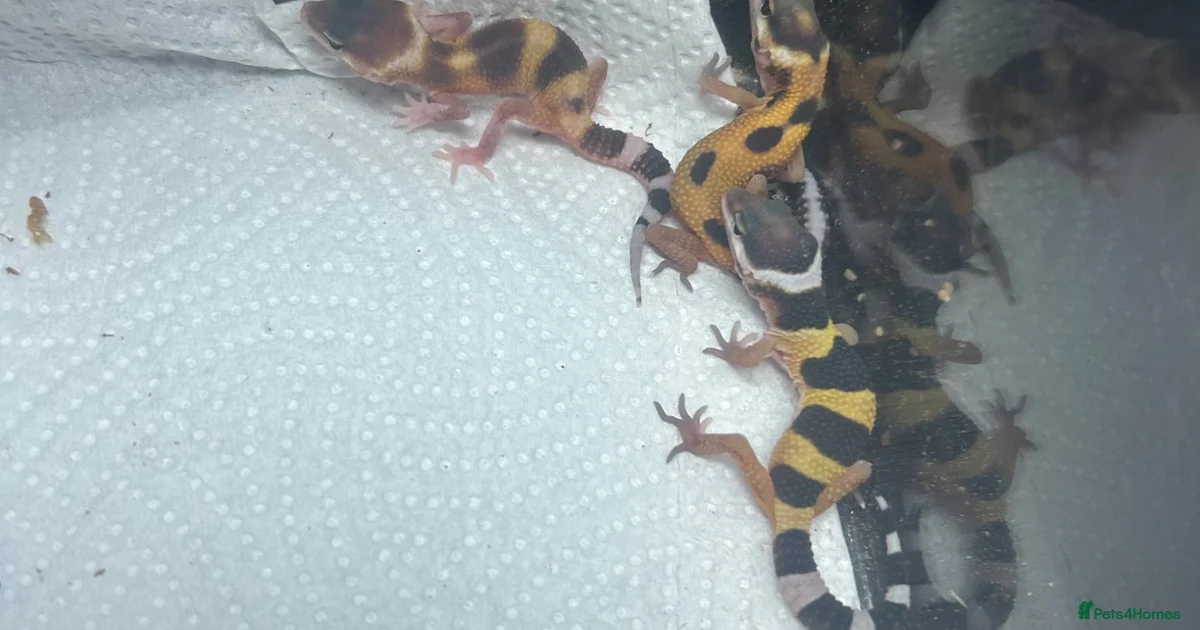 Leopard geckos for sale for sale in Rayleigh | Pets4Homes